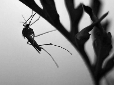 About Home Barrierix Control - pest control experts in Grandview